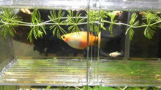 Pregnant platy giving birth babies [upl. by Nnylsaj]