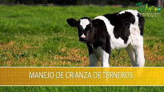 Manejo de Crianza de Terneros TvAgro por Juan Gonzalo Angel Restrepo [upl. by Asital]