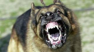 Large Dog Barking SFX Aggressive Loud Dogs 12 Hours High Quality Sound Effects of Canine Barks [upl. by Baptist475]