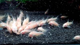 Zucht Marmorierter Panzerwels Albino  Corydoras paleatus albino [upl. by Yseulte]