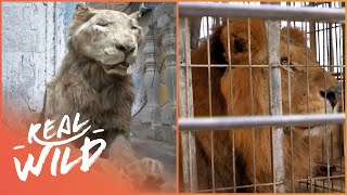 Saving Animals From The Worst Zoo In The World  Real Wild [upl. by Eleumas340]