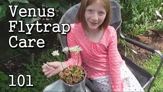 Venus Flytrap Care 101 Simple Steps How to Grow [upl. by Ahseekan]