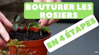 Bouturer des Rosiers 🌹 Quand et Comment faire  4 étapes [upl. by Alane633]