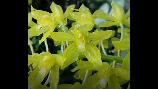 Repotting orchid Grammatophyllum scriptum v citrinum [upl. by Leamse]