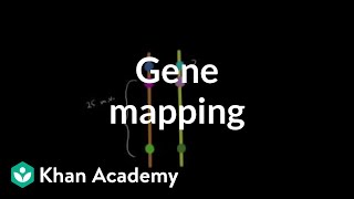 Gene mapping  Biomolecules  MCAT  Khan Academy [upl. by Schrader857]