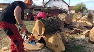 Chainsaw racing stihl ms 661 cm vs ms 500i [upl. by Fronia]