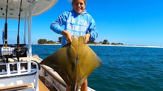 Cow Nose Ray Catch Clean and Cook Does It Taste like Beef [upl. by Anella]