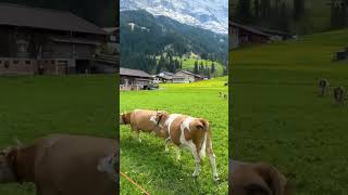 Switzerland  Swiss village  shortsvideo [upl. by Pooley182]