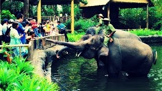 Singapore Zoo Singapore [upl. by Teerell870]