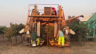 Wine Grape Harvesting with FFG Harvesting [upl. by Selden295]