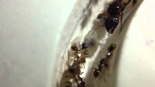 Pheidole megacephala Colony [upl. by Woodcock]