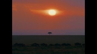 Masai Mara Safari  Panasonic Lumix S5 Mark II [upl. by Arrahs]