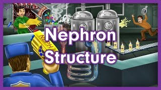 Nephron Structure Mnemonic for MCAT [upl. by Gaither]