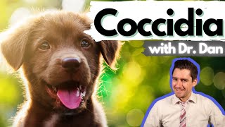 Dog and Cat Coccidia infection explained Dr Dan covers coccidia symptoms diagnosis treatment [upl. by Ardnal609]