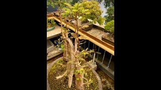 The Bonsai Balcony How to prune Bald Cypress Trees to maximize taper and ramification [upl. by Timmy]