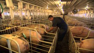 Creating the Perfect Pig [upl. by Joannes]