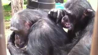 Chimpanzee grooming up close [upl. by Eelarak742]