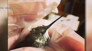 Hummingbirds make their migration back to Southwest Virginai [upl. by Erbma]