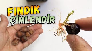 Fındık Nasıl Çimlendirilir  Nasıl Ekilir [upl. by Elah]