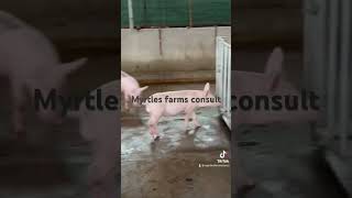 duroclandrace f1 piglettoday birth piglet liza livestock pig farmMarch 31 2022 [upl. by Noli870]