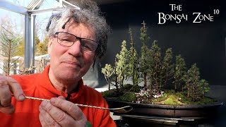 Improving My Mixed Northern Bog Forest Part 2 The Bonsai Zone March 2023 [upl. by Ynneh]