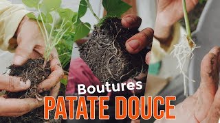 3 TECHNIQUES pour bouturer la Patate douce [upl. by Gnim]