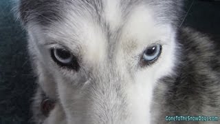 Shiloh being Shy And the dogs on ABC World NEWS Siberian Husky [upl. by Ttenna570]