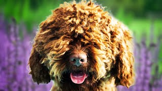 Barbet Dogs 101  Top Pros and Cons of Owning the Barbet [upl. by Gunning]