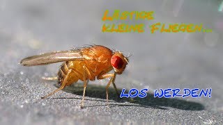 Falle selber machen  kleine lästige Fliegen los werden Fruchtfliege Drosophila [upl. by Nalak370]