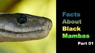 Facts About Black Mambas 01 [upl. by Okiam612]