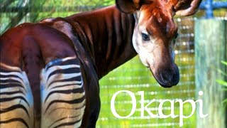 Okapi sound [upl. by Suirtemed]