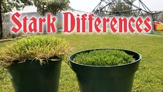 Bermuda Grass vs Zoysia UP CLOSE amp In The WRONG Climate [upl. by Hendrick]