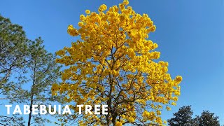 TABEBUIA TREE  YELLOW TRUMPET TREES  BLOOMING YELLOW FLOWERS [upl. by Nwadrebma]