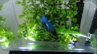 Blue Female Veiltail Betta [upl. by Eiramanitsirhc]