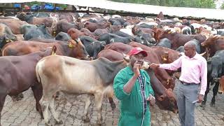 Doing very well with cattle feedlot By hamiisi semanda 256773343283 [upl. by Leann]