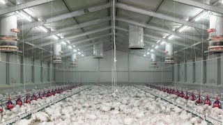 78ha Magaliesburg Poultry Farm For Sale27 [upl. by Aime310]