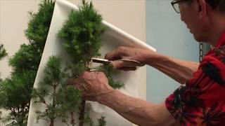 How to Prune a Picea Group [upl. by Barth]