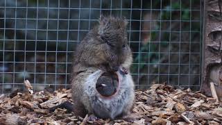 Potoroo Joey Emerges at Longleat [upl. by Nylaras]