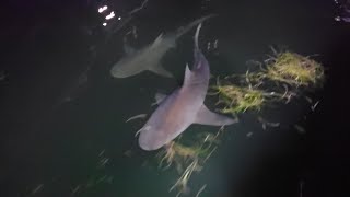 Giant Bull Sharks Versus Bottlenose Dolphins Only the intelligent eats first [upl. by Eesac453]