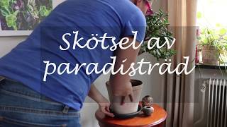 Skötsel av paradisträd [upl. by Ruthven]