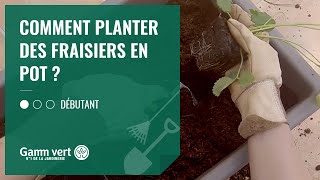 TUTO Comment planter les fraisiers en pot  – Jardinerie Gamm vert [upl. by Tatia]