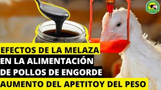 EFECTOS De La MELAZA En La ALIMENTACION De POLLOS De ENGORDE 🔴Aumento Del Apetito Y Del Peso [upl. by Enilav42]