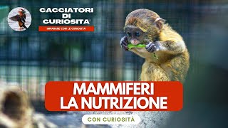 Vertebrati Mammiferi  La NUTRIZIONE per la scuola primaria [upl. by Pell482]