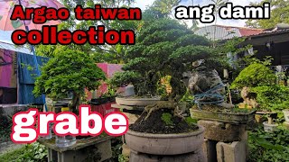 Argao taiwan from cuttings sustainable bonsai [upl. by Anoet319]