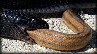 Snakes That Eat Snakes  CrittaCam [upl. by Anit]