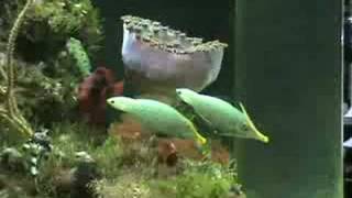 Oxymonacanthus longirostris Filefish PreSpawn Courtship [upl. by Nyrehtac]