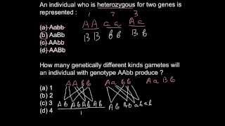 What is the difference between homozygous and heterozygous [upl. by Sheffie462]