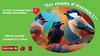 les chants doiseaux [upl. by Marja]