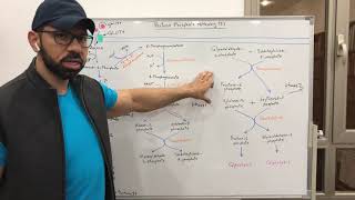 Pentose Phosphate Pathway 2 [upl. by Ehtylb607]