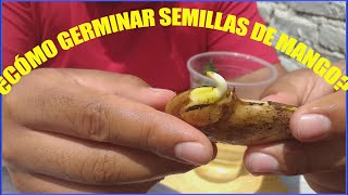 ¿Como germinar una semilla de mango [upl. by Albur]